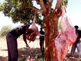  Misair Ssenyange a butcher slaughtering a cow that collapsed at Wabbale village in Naksongola town. The meat was sold at Shs 1000 per kilogram